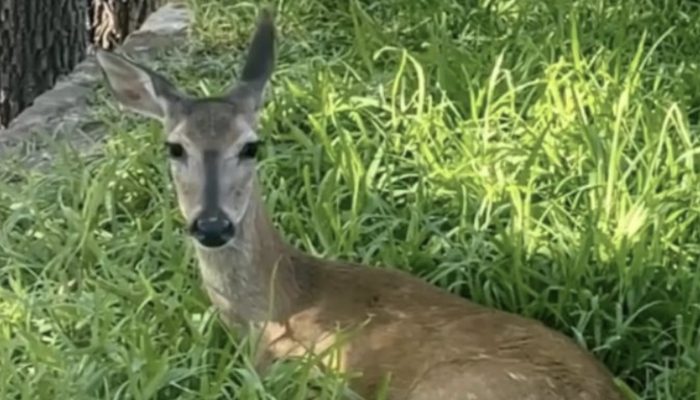 The wonderful friendship between a raccoon and a deer softens everybody's hearts.