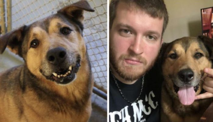 The lovable little dog is as yet stunned that he has been embraced following 2478 days in the safe house.