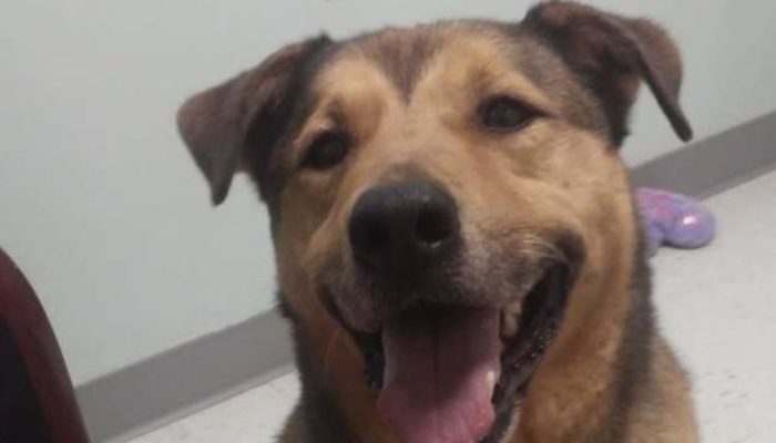 The lovable little dog is as yet stunned that he has been embraced following 2478 days in the safe house.