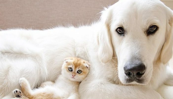 Protected canines and felines become incredible buddies and travel together.