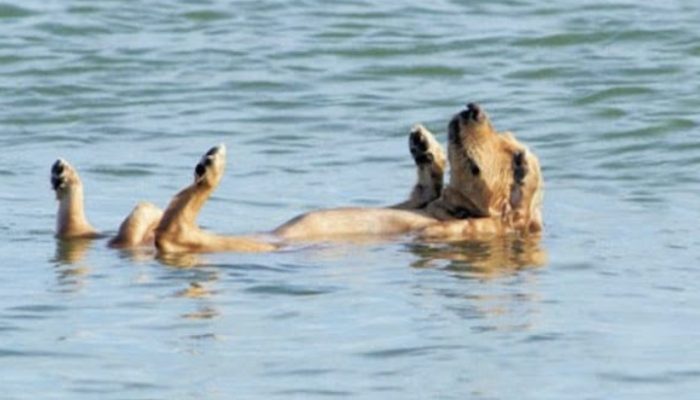 A terrified pup was saved by dolphins from suffocating in a Florida stream.