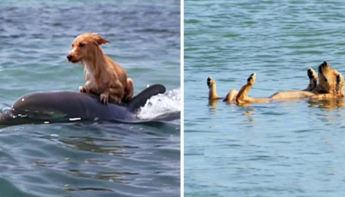 A terrified pup was saved by dolphins from suffocating in a Florida stream.