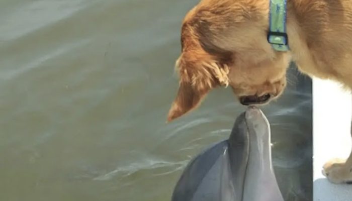 A terrified pup was saved by dolphins from suffocating in a Florida stream.