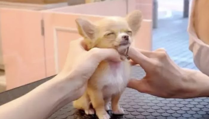 Littlest chihuahua groomed for the first time and is cherishing each moment of it: it's the selfcare time.