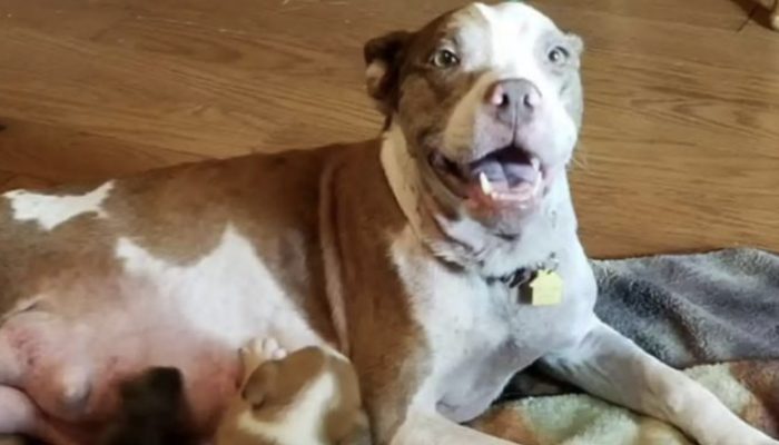 The mother dog asked why she and her doggies were deserted at a haven.