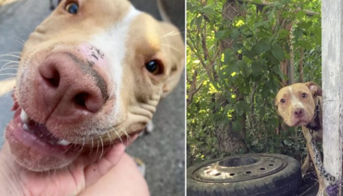 The dog chained in an abandoned yard could not believe that he was saved in the end.