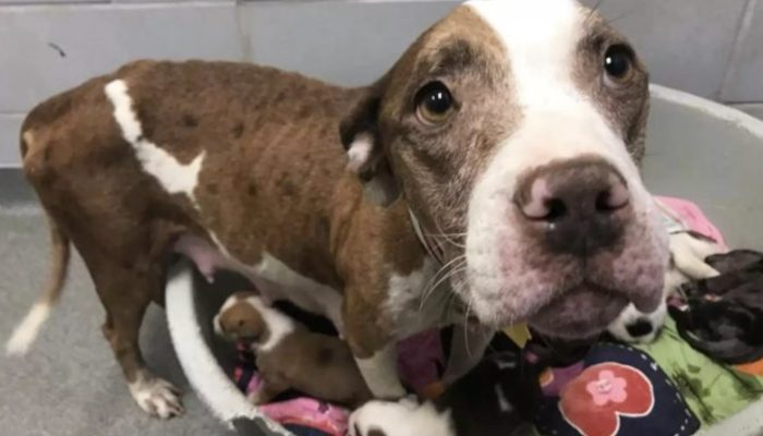 The mother dog asked why she and her doggies were deserted at a haven.