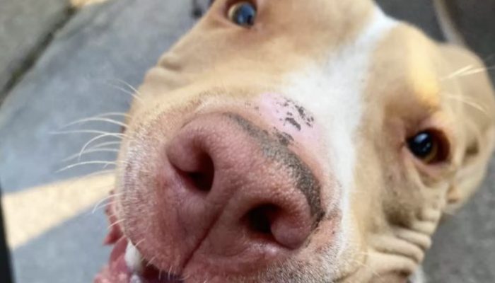 The dog chained in an abandoned yard could not believe that he was saved in the end.