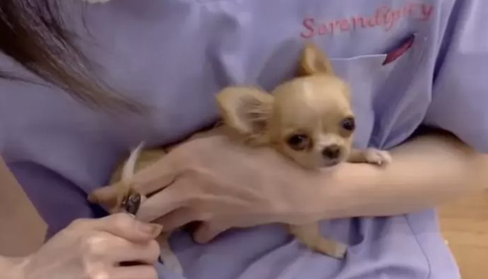 Littlest chihuahua groomed for the first time and is cherishing each moment of it: it's the selfcare time.