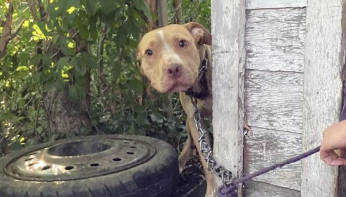 The dog chained in an abandoned yard could not believe that he was saved in the end.