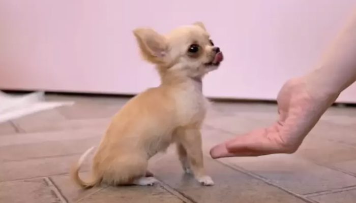 Littlest chihuahua groomed for the first time and is cherishing each moment of it: it's the selfcare time.