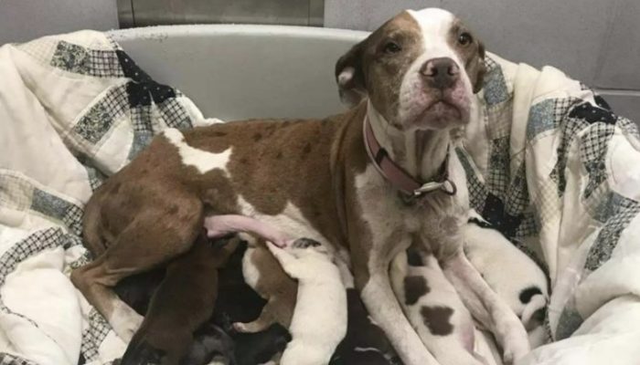The mother dog asked why she and her doggies were deserted at a haven.