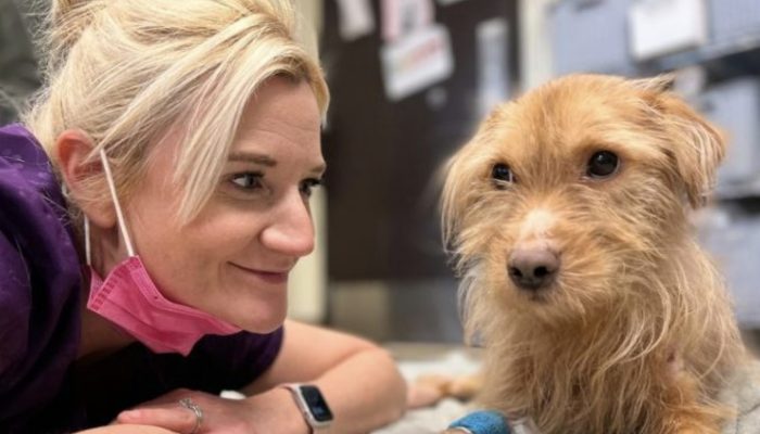 He is adopted by the vet who saved the existence of a canine that was laying out and about.