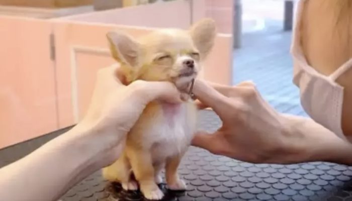 Littlest chihuahua groomed for the first time and is cherishing each moment of it: it's the selfcare time.