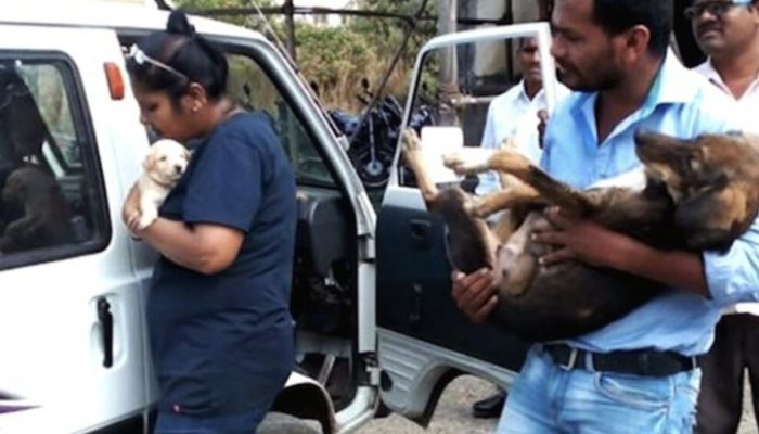 The most considerate man sets aside his cash up for a very long time to purchase an emergency vehicle for aiding wiped out lost dogs..