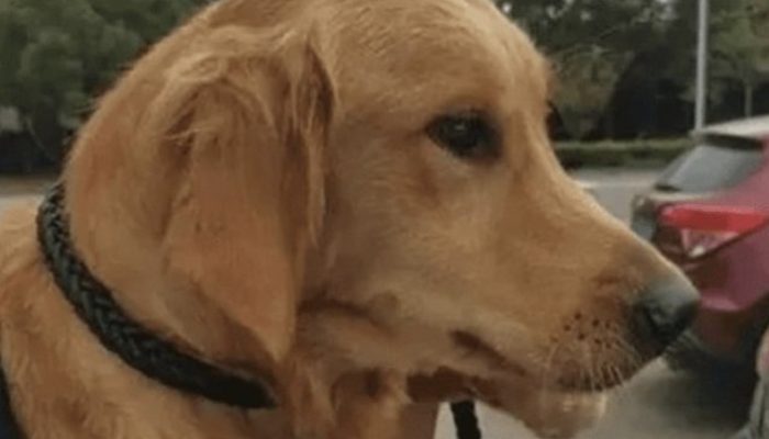 This lovely story resembles a reality "The Incredible Journey" and shows exactly the way that cherishing and steadfast dogs truly are.