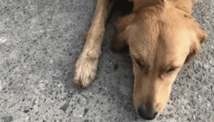 This lovely story resembles a reality "The Incredible Journey" and shows exactly the way that cherishing and steadfast dogs truly are.