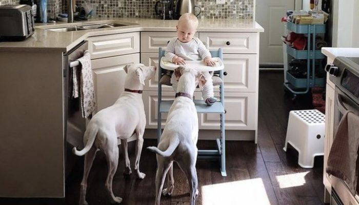 A sweet 1-year-old youngster carried harmony and concordance to a bothered canine that a liberal family had saved.