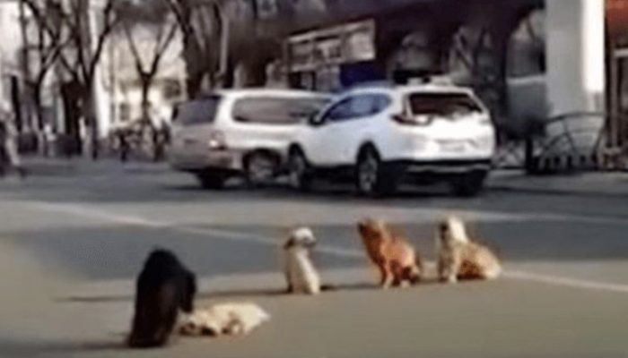 Four dogs block traffic to safeguard one of their companions who is harmed and incapable to move.