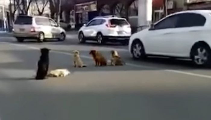 Four dogs block traffic to safeguard one of their companions who is harmed and incapable to move.