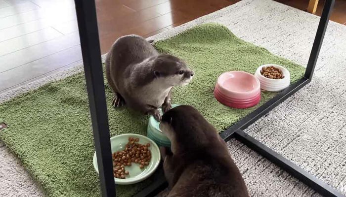 Charming otters can't relinquish their rich toy while resting: they are so little and lovable.