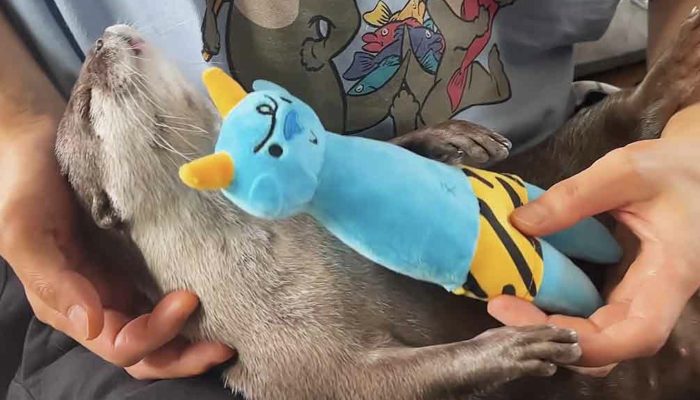Charming otters can't relinquish their rich toy while resting: they are so little and lovable.