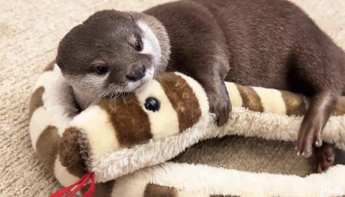 Charming otters can't relinquish their rich toy while resting: they are so little and lovable.