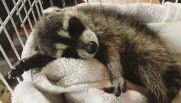 The wonderful friendship between a raccoon and a deer softens everybody's hearts.