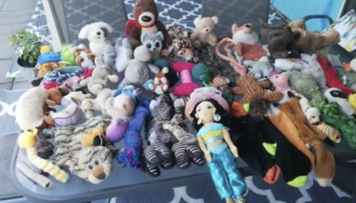 The cat becomes nearby star for taking many toys and giving them to neighbors.