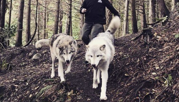 Here is a spot that is brimming with cordial wolves, and people can visit: We definitely know where to discover a sense of reconciliation.