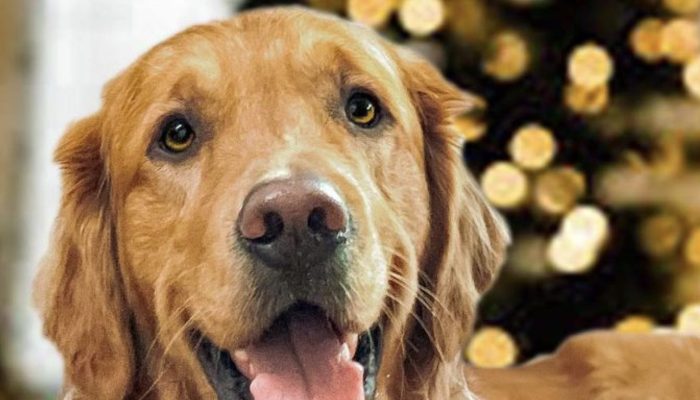 This dog won't eat until the food has been "arranged." It was really amazing.