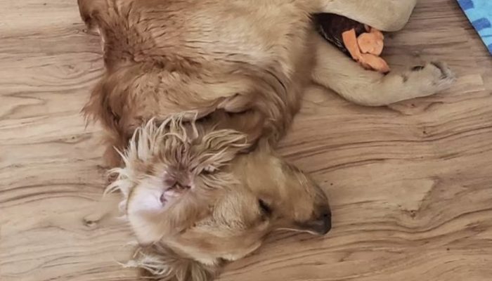 This dog won't eat until the food has been "arranged." It was really amazing.