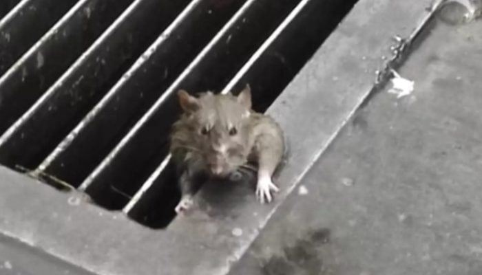 Rodent trapped in the metal grinding of a tempest channel lost trust that somebody would save her.