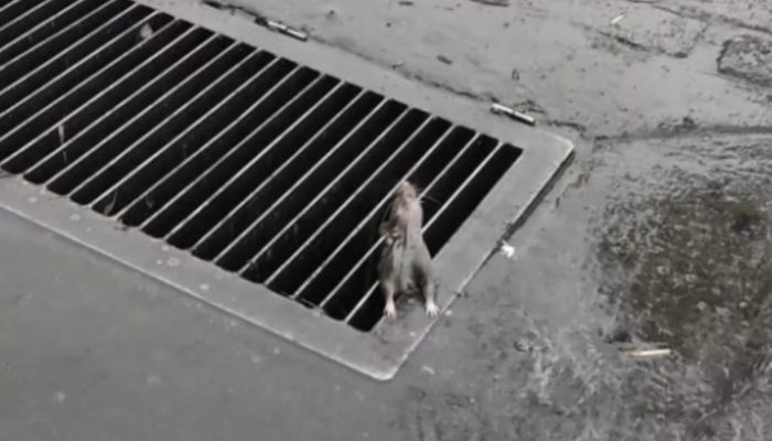 Rodent trapped in the metal grinding of a tempest channel lost trust that somebody would save her.