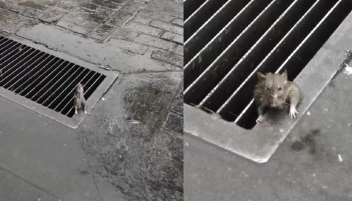 Rodent trapped in the metal grinding of a tempest channel lost trust that somebody would save her.