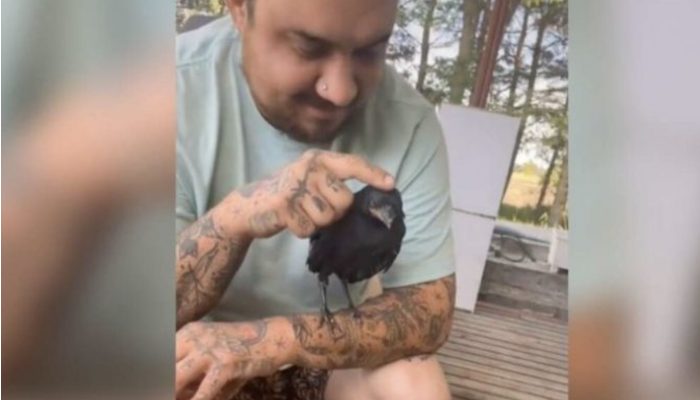 At the point when he needs an embrace, the crow goes to see his family to say thanks to them for saving him.