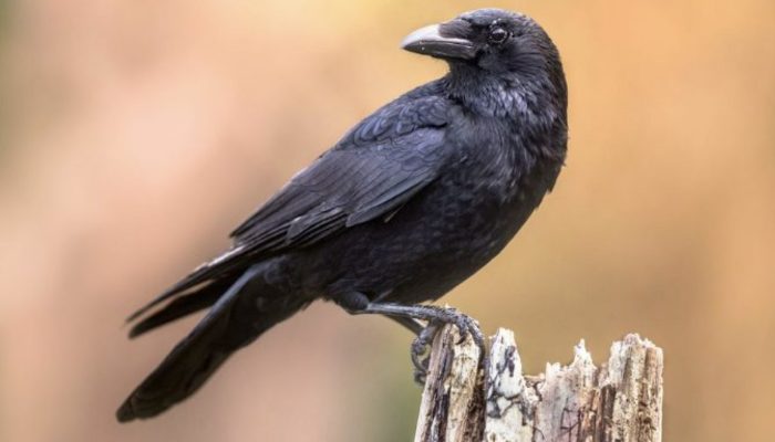 At the point when he needs an embrace, the crow goes to see his family to say thanks to them for saving him.