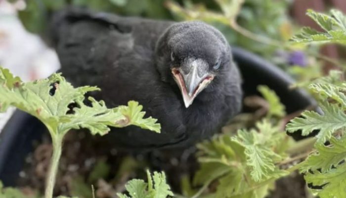At the point when he needs an embrace, the crow goes to see his family to say thanks to them for saving him.