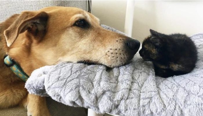 A golden retriever pup saved and brought back home a minuscule cat, and later took on him as a kin.