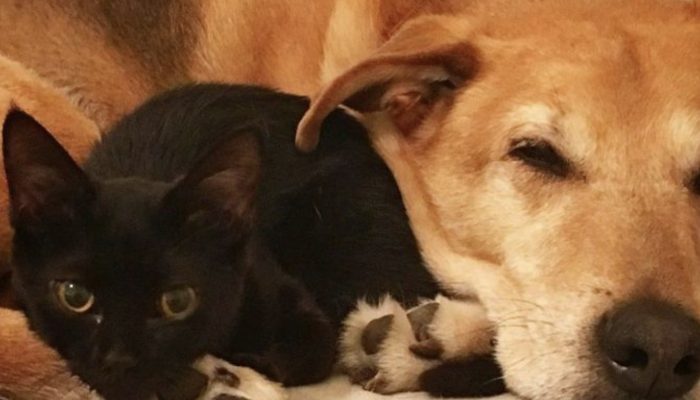 A golden retriever pup saved and brought back home a minuscule cat, and later took on him as a kin.