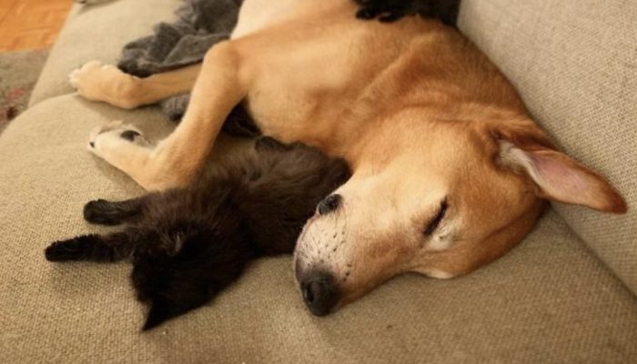 A golden retriever pup saved and brought back home a minuscule cat, and later took on him as a kin.