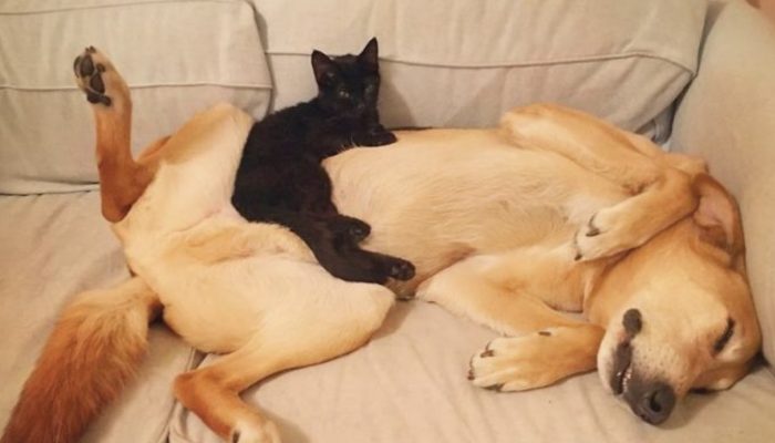 A golden retriever pup saved and brought back home a minuscule cat, and later took on him as a kin.