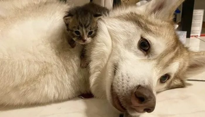 The four felines who were saved stick to their canine, believing it's their mom. They were in love.