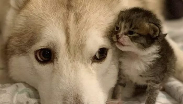 The four felines who were saved stick to their canine, believing it's their mom. They were in love.