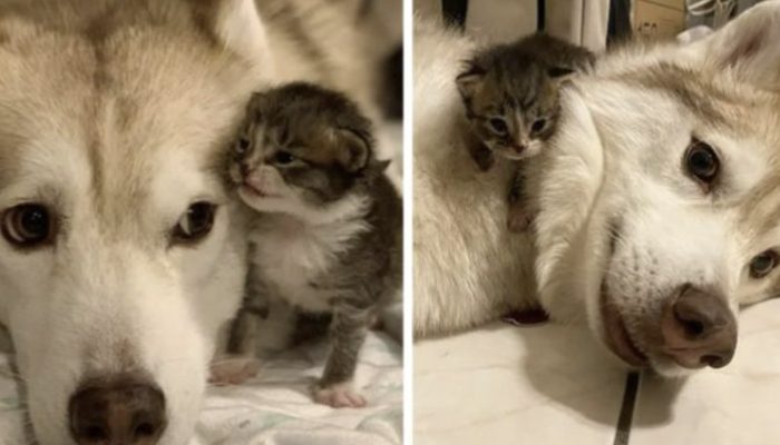 The four felines who were saved stick to their canine, believing it's their mom. They were in love.