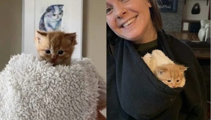 The kitten does not want to leave the people he loves because he is so appreciative of their care.