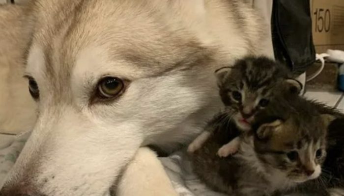 The four felines who were saved stick to their canine, believing it's their mom. They were in love.