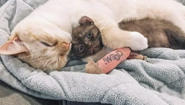 This family that searches for and really focuses on this cat with crooked legs and delightful ears appreciates snuggling with him.