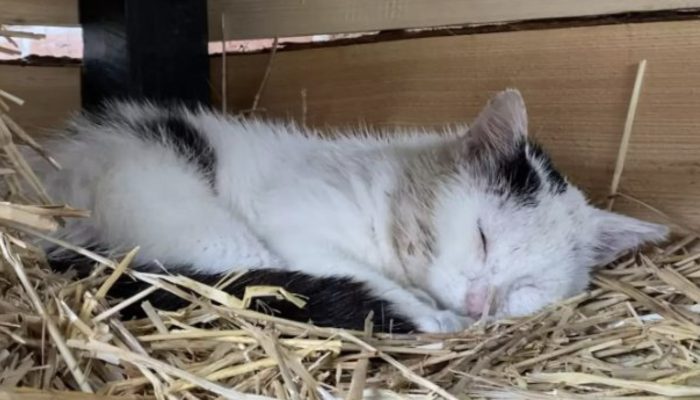 Because they wanted to save the stray cat and gain his trust, the family built him a house.