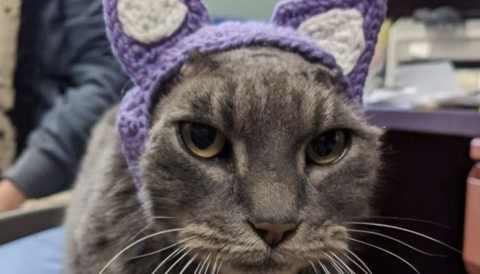 A sick stray cat loses her ears but gets a gorgeous crochet kit and a forever home. What she feels is unexpected.